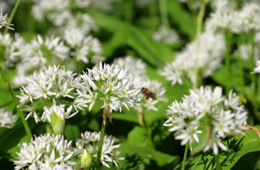 yakın çekim yabani sarımsak