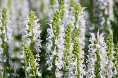 Ada çayı nemorosa alba