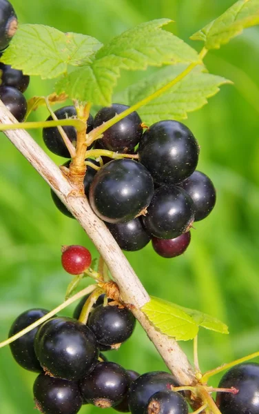 Närbild svarta vinbär — Stockfoto