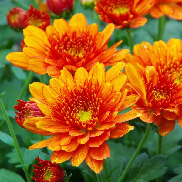 Close-up chrysanthemum — Stock Photo, Image
