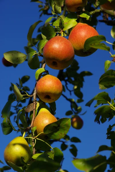 Close-up pear — Stock Photo, Image