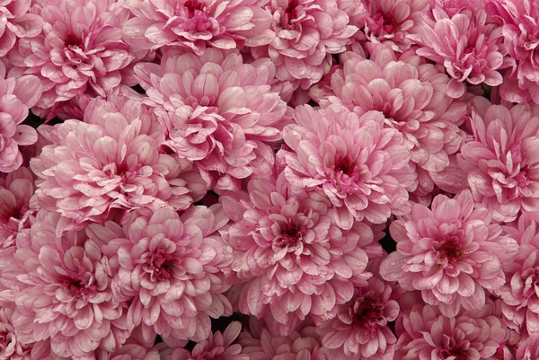 Gros plan chrysanthème — Photo