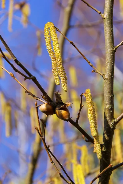 Close-up cobnut — Stockfoto