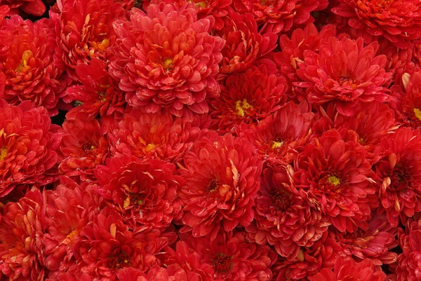 Gros plan chrysanthème — Photo