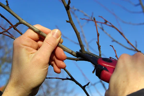 Taglio albero — Foto Stock