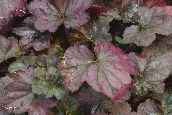 Plant Heuchera — Stockfoto