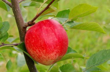 Apfel baum - elma ağacı üzerinde kulüpler