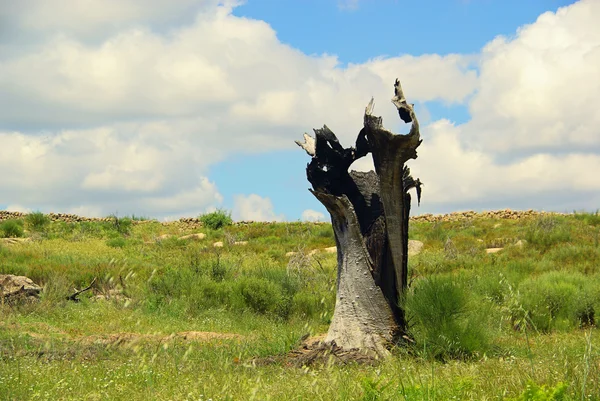 죽은 나무 — 스톡 사진
