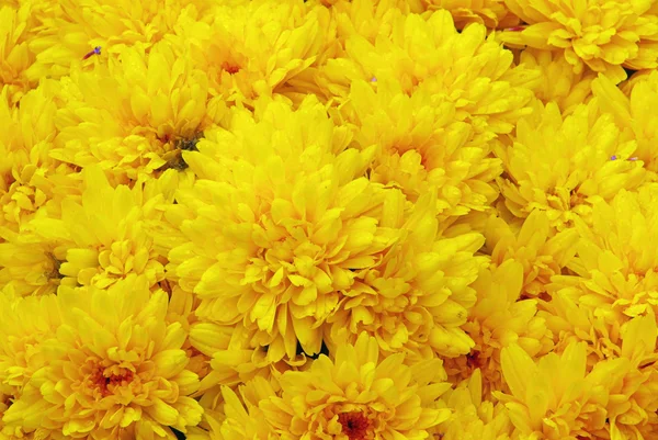 Chrysanthème — Photo