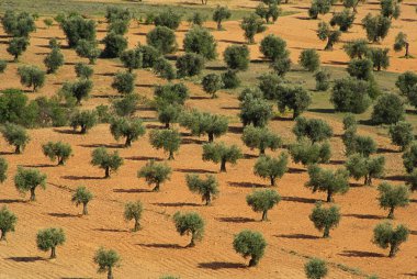 Olive grove