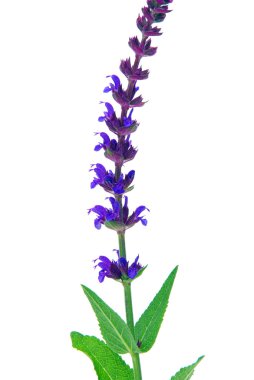 sage flower izole