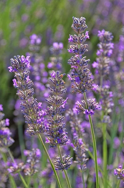 Lavender — Stock Photo, Image