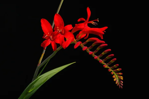 Crocosmia — Fotografia de Stock