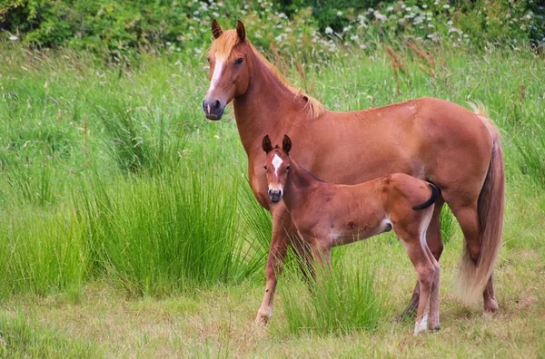 Koně zvířata — Stock fotografie
