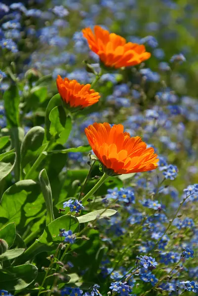 Calendula — Stock Photo, Image