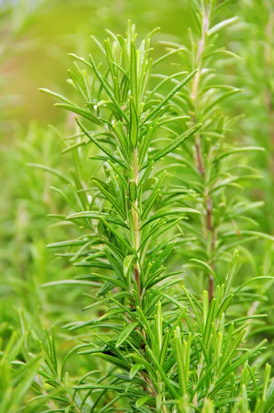 Rosmarinus officinalis — Fotografia de Stock