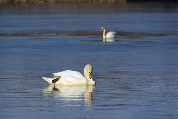 Cygnes dans le lac — Photo