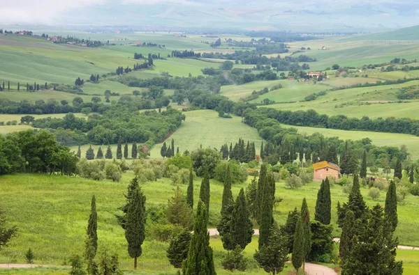 Cipreses de Toscana con pista — Foto de Stock