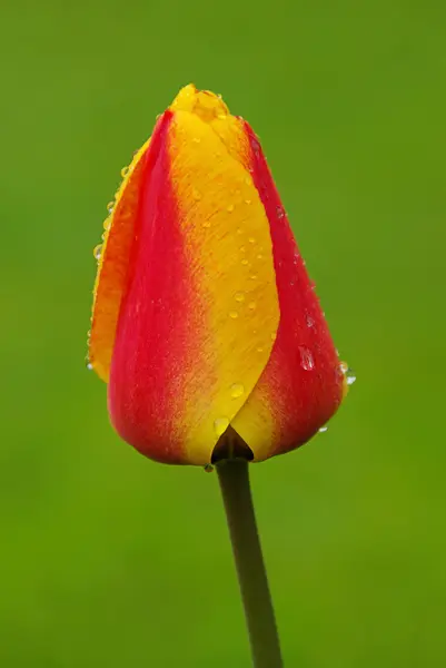 Tulipa de close-up — Fotografia de Stock