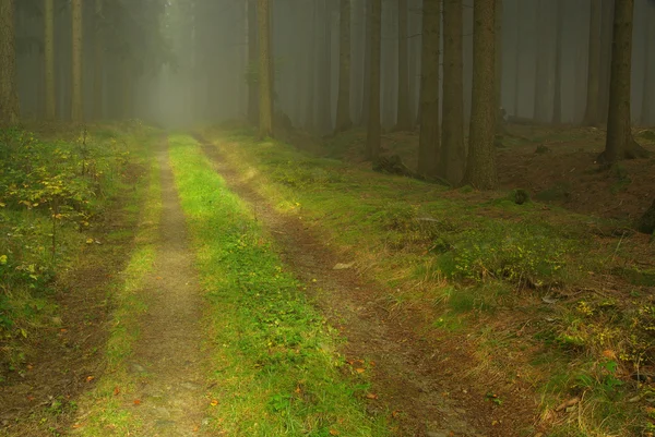 Forest in fog — Stock Photo, Image