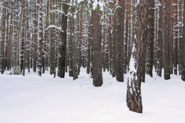 Forest in winter — Stock Photo, Image