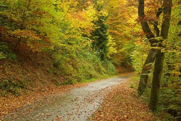 가을 숲 속의 트랙 — 스톡 사진