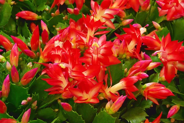 Christmas cactus — Stock Photo, Image