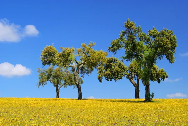 Meadow and cork oaks — Stock Photo, Image