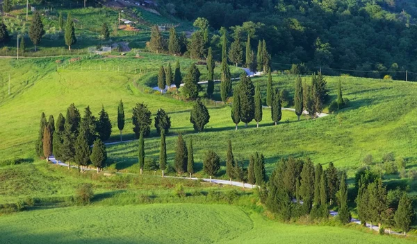 사이프러스 곡선 아름다운 이탈리아 풍경 — 스톡 사진