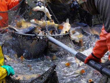 taze yakalanmış balık