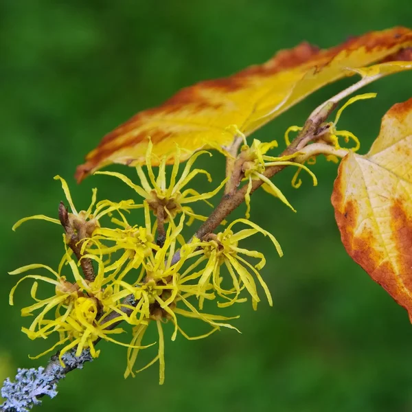 Hamamelis virginiana —  Fotos de Stock