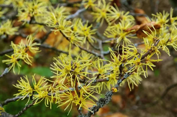 Hamamelis virginiana — Fotografia de Stock