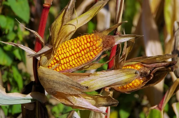 Close-up corn — Stock Photo, Image