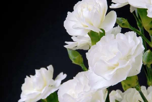 Close-up carnation — Stock Photo, Image