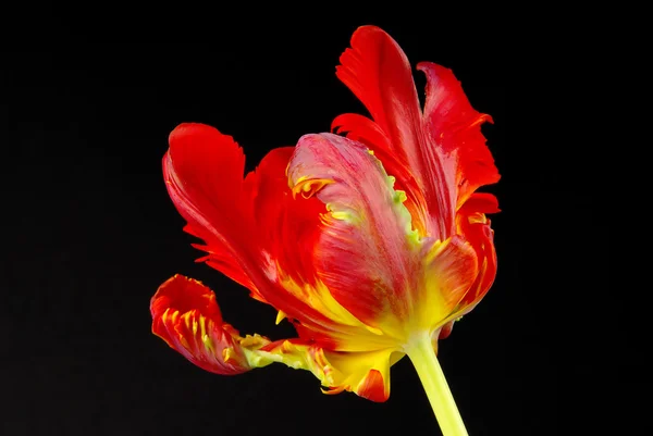 Clopse-up tulip — Stock Photo, Image