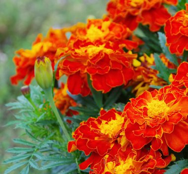 Close-up orquídea salvaje