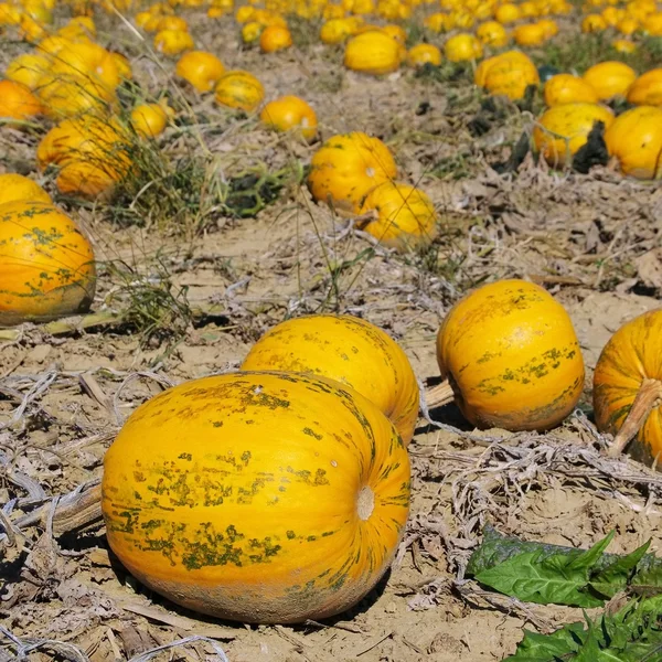 Pumkin field — Stock Photo, Image