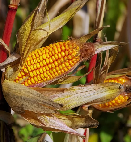 Close-up corn — Stock Photo, Image