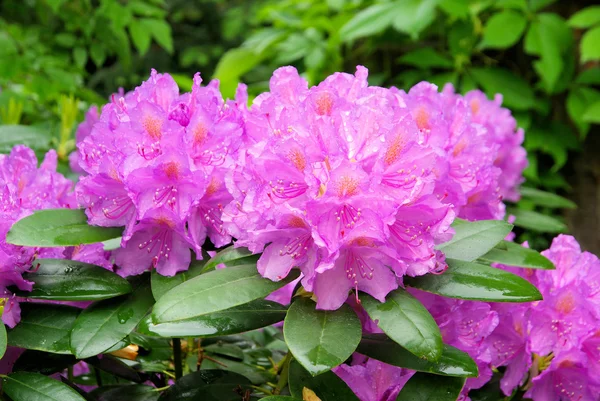 Närbild rhododendron — Stockfoto