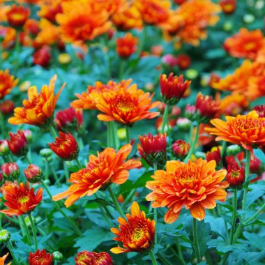 yakın çekim krizantem