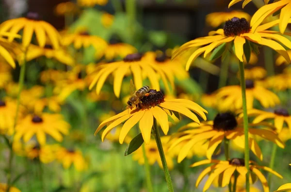 Black-Eyed Susan — Stockfoto