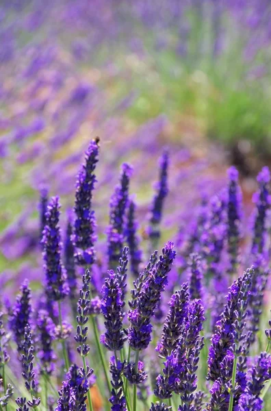 Lavendel — Stockfoto