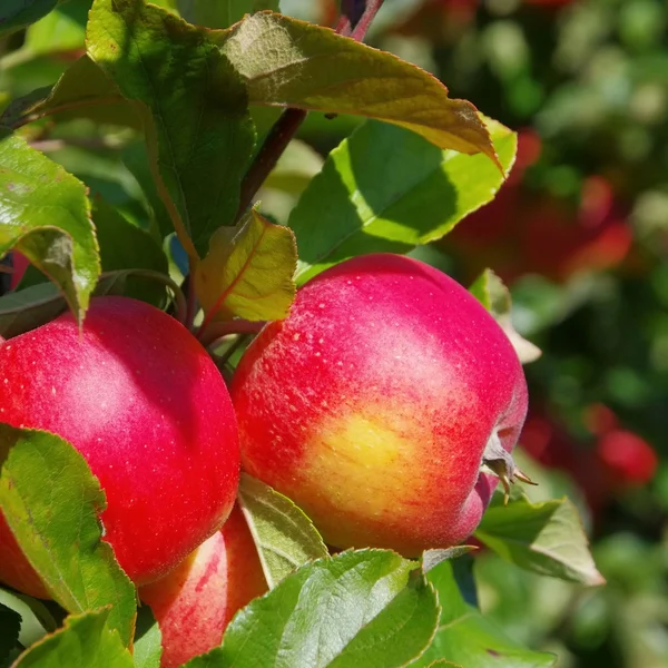 Apfel am Baum — Stockfoto