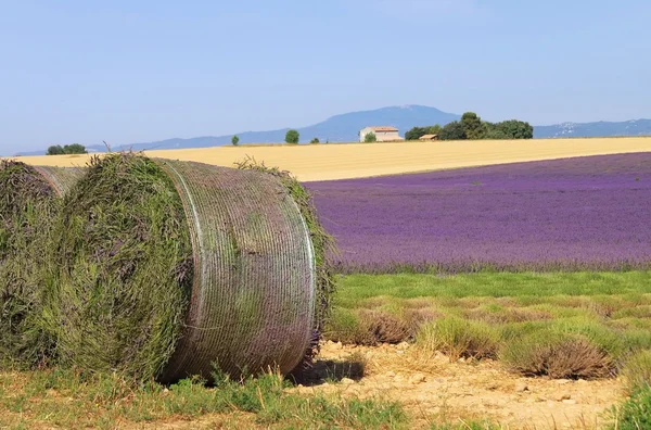 Lavande récolte au champ — Photo