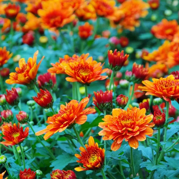 Close-up chrysant — Stockfoto