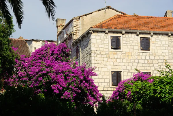 Bina çiçeklerle - aşırı büyümüş Begonvil — Stok fotoğraf