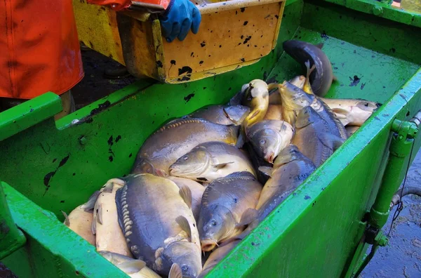 獲れた新鮮な魚 — ストック写真