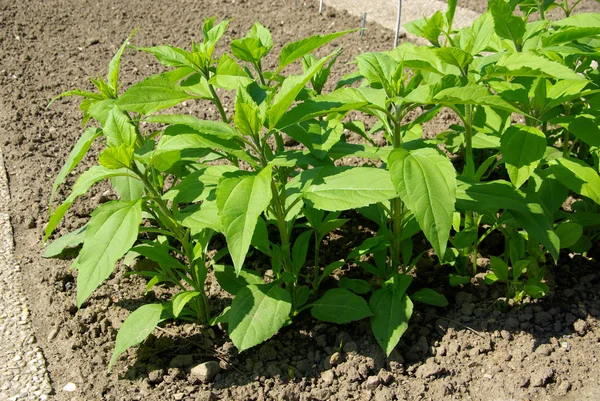 Jerusalem artichoke plant — Stock Photo, Image