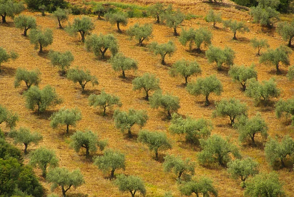 Olive tree — Stock Photo, Image