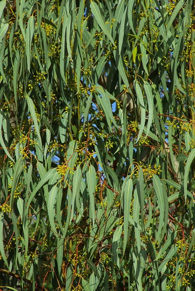 Close-up eucalyptus — Stock Photo, Image